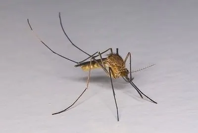 Common Mosquito